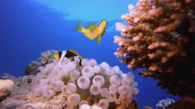 Sualtı Deniz Anemones Palyaço Balığı. Tropik renkli sualtı deniz manzarası. Su altı balık bahçesi resifi. Resif mercan sahnesi. Mercan bahçesi deniz manzarası.