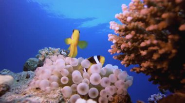Su altı Anemones Palyaço Balığı Resifi. Tropik renkli sualtı deniz manzarası. Su altı balık bahçesi resifi. Resif mercan sahnesi. Mercan bahçesi deniz manzarası.