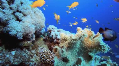 Su altı Mercan Resifi. Tropik renkli sualtı deniz manzarası. Su altı balık bahçesi resifi. Resif mercan sahnesi. Mercan bahçesi deniz manzarası.