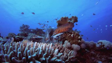 Su altı Mercan Kayalıkları. Tropik renkli sualtı deniz manzarası. Su altı balık bahçesi resifi. Resif mercan sahnesi. Mercan bahçesi deniz manzarası.