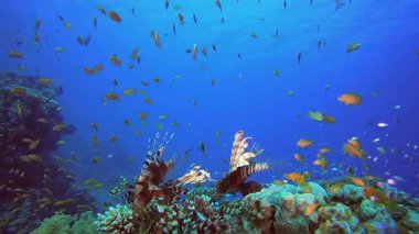 Sualtı Aslan Balığı Tropikal Resifi. Tropik renkli sualtı deniz manzarası. Su altı balık bahçesi resifi. Resif mercan sahnesi. Mercan bahçesi deniz manzarası.