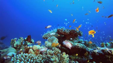 Su altı Deniz Resifi Manzarası. Tropik renkli sualtı deniz manzarası. Su altı balık bahçesi resifi. Resif mercan sahnesi. Mercan bahçesi deniz manzarası.