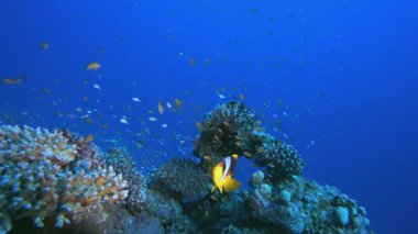 Su altı Deniz Resifi Manzarası. Tropik renkli sualtı deniz manzarası. Su altı balık bahçesi resifi. Resif mercan sahnesi. Mercan bahçesi deniz manzarası.