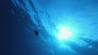 Sualtı Denizi Güneşi. Tropik mavi su. Deniz dalgaları. Mavi su arka planı. Yüzey deniz suyu. Mavi turkuaz deniz dalgaları.