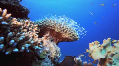 Sualtı Tropikal Hayatı. Tropik renkli sualtı deniz manzarası. Su altı balık bahçesi resifi. Resif mercan sahnesi. Mercan bahçesi deniz manzarası.