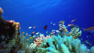 Su altı Tropikal Hayat Palyaço Balığı. Tropik renkli sualtı deniz manzarası. Su altı balık bahçesi resifi. Resif mercan sahnesi. Mercan bahçesi deniz manzarası.