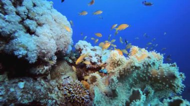 Sualtı Yumuşak Mercan Resifi. Tropik renkli sualtı deniz manzarası. Su altı balık bahçesi resifi. Resif mercan sahnesi. Mercan bahçesi deniz manzarası.