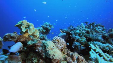 Sualtı Tropikal Mavi Deniz. Tropik renkli sualtı deniz manzarası. Su altı balık bahçesi resifi. Resif mercan sahnesi. Mercan bahçesi deniz manzarası.