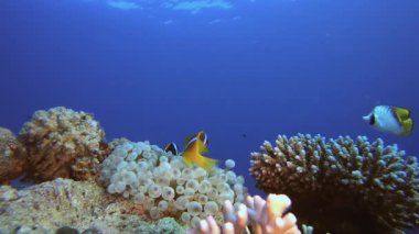 Sualtı Tropikal Palyaço Balığı. Tropik renkli sualtı deniz manzarası. Su altı balık bahçesi resifi. Resif mercan sahnesi. Mercan bahçesi deniz manzarası.