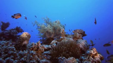Sualtı Tropikal Palyaço Balığı. Tropik renkli sualtı deniz manzarası. Su altı balık bahçesi resifi. Resif mercan sahnesi. Mercan bahçesi deniz manzarası.