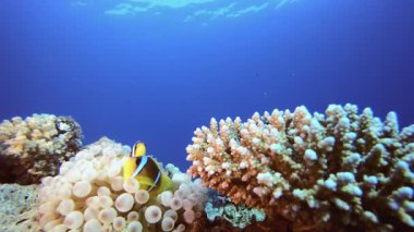 Sualtı Tropikal Palyaço Balığı. Tropik renkli sualtı deniz manzarası. Su altı balık bahçesi resifi. Resif mercan sahnesi. Mercan bahçesi deniz manzarası.