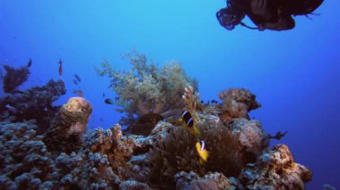 Sualtı Tropikal Palyaço Balığı ve Dalgıç.