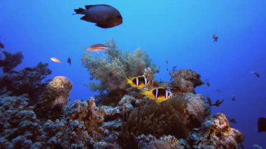 Sualtı Tropik Palyaço Balığı ve A dalgıcı. Tropik renkli sualtı deniz manzarası. Su altı balık bahçesi resifi. Resif mercan sahnesi. Mercan bahçesi deniz manzarası.