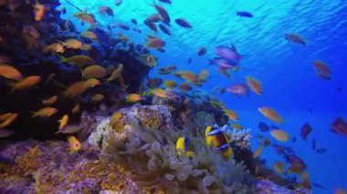 Sualtı Tropikal Palyaço Balığı Mavi Deniz. Tropik renkli sualtı deniz manzarası. Su altı balık bahçesi resifi. Resif mercan sahnesi. Mercan bahçesi deniz manzarası.