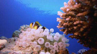 Sualtı Tropikal Palyaço Balığı Resifi. Tropik renkli sualtı deniz manzarası. Su altı balık bahçesi resifi. Resif mercan sahnesi. Mercan bahçesi deniz manzarası.