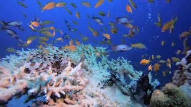 Sualtı Tropikal Mercanlar Aslan Balığı. Tropik renkli sualtı deniz manzarası. Su altı balık bahçesi resifi. Resif mercan sahnesi. Mercan bahçesi deniz manzarası.