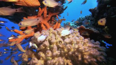 Sualtı Tropikal Cam Balığı. Tropik renkli sualtı deniz manzarası. Su altı balık bahçesi resifi. Resif mercan sahnesi. Mercan bahçesi deniz manzarası.