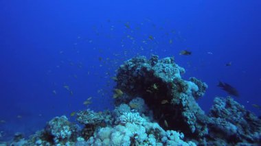 Sualtı Tropikal Resifi. Tropik renkli sualtı deniz manzarası. Su altı balık bahçesi resifi. Resif mercan sahnesi. Mercan bahçesi deniz manzarası.