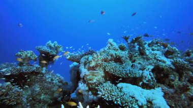Sualtı Tropikal Resifi. Tropik renkli sualtı deniz manzarası. Su altı balık bahçesi resifi. Resif mercan sahnesi. Mercan bahçesi deniz manzarası.