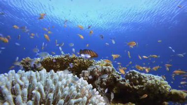 Sualtı Tropikal Resifi. Tropik renkli sualtı deniz manzarası. Su altı balık bahçesi resifi. Resif mercan sahnesi. Mercan bahçesi deniz manzarası.