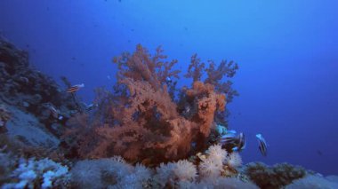 Sualtı Tropikal Resifi Yumuşak Mercanları. Tropik renkli sualtı deniz manzarası. Su altı balık bahçesi resifi. Resif mercan sahnesi. Mercan bahçesi deniz manzarası.