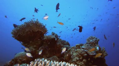Sualtı Tropikal Deniz Renkli Balıklar. Tropik renkli sualtı deniz manzarası. Su altı balık bahçesi resifi. Resif mercan sahnesi. Mercan bahçesi deniz manzarası.