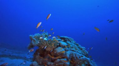Sualtı Tropikal Deniz Renkli Balıklar. Tropik renkli sualtı deniz manzarası. Su altı balık bahçesi resifi. Resif mercan sahnesi. Mercan bahçesi deniz manzarası.