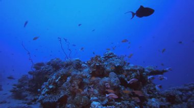 Sualtı Tropikal Su Mavi Deniz. Tropik renkli sualtı deniz manzarası. Su altı balık bahçesi resifi. Resif mercan sahnesi. Mercan bahçesi deniz manzarası.
