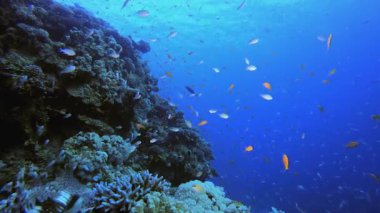 Sualtı Canlı Balığı. Tropik renkli sualtı deniz manzarası. Su altı balık bahçesi resifi. Resif mercan sahnesi. Mercan bahçesi deniz manzarası.