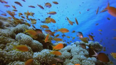 Mavi Deniz Kızıl Mercan Resifi. Tropik renkli sualtı deniz manzarası. Su altı balık bahçesi resifi. Resif mercan sahnesi. Mercan bahçesi deniz manzarası.
