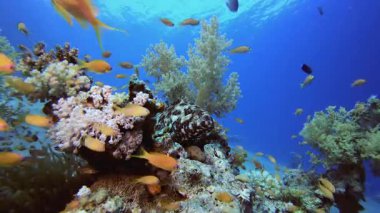 Mavi Deniz Kızıl Mercan Resifi. Tropik renkli sualtı deniz manzarası. Su altı balık bahçesi resifi. Resif mercan sahnesi. Mercan bahçesi deniz manzarası.