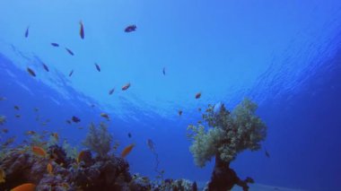 Mavi Deniz Kızıl Mercan Resifi. Tropik renkli sualtı deniz manzarası. Su altı balık bahçesi resifi. Resif mercan sahnesi. Mercan bahçesi deniz manzarası.