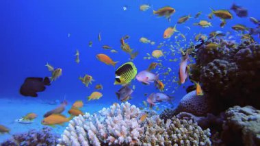 Mavi Deniz Kızıl Mercan Resifi. Tropik renkli sualtı deniz manzarası. Su altı balık bahçesi resifi. Resif mercan sahnesi. Mercan bahçesi deniz manzarası.