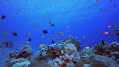 Mavi Deniz Suyu arka planı. Tropik renkli sualtı deniz manzarası. Su altı balık bahçesi resifi. Resif mercan sahnesi. Mercan bahçesi deniz manzarası.