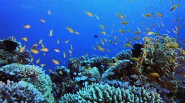 Mavi Deniz Suyu Renkli Balık. Tropik renkli sualtı deniz manzarası. Su altı balık bahçesi resifi. Resif mercan sahnesi. Mercan bahçesi deniz manzarası.