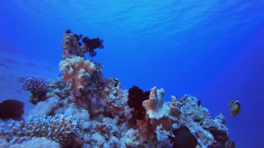 Mavi Deniz Mercan Resifi. Tropik renkli sualtı deniz manzarası. Su altı balık bahçesi resifi. Resif mercan sahnesi. Mercan bahçesi deniz manzarası.