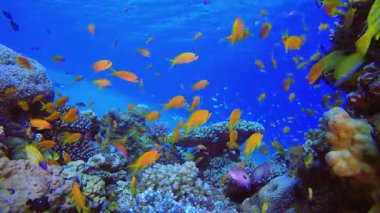 Mavi Su Arkaplanı ve Tropikal Balık. Tropik renkli sualtı deniz manzarası. Su altı balık bahçesi resifi. Resif mercan sahnesi. Mercan bahçesi deniz manzarası.