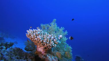 Mavi Su Mercan Kayalıkları Balığı. Tropik sualtı balığı. Su altı balık resifi denizcisi. Yumuşak ve sert mercanlar. Su altı balık bahçesi resifi. Mercan bahçesi deniz manzarası.