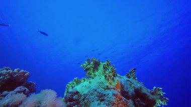 Mavi Su Mercan Kayalıkları Balığı. Tropik sualtı balığı. Su altı balık resifi denizcisi. Yumuşak ve sert mercanlar. Su altı balık bahçesi resifi. Mercan bahçesi deniz manzarası.