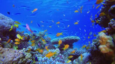 Renkli Mercan Resifi Sahnesi. Tropik sualtı balığı. Su altı balık resifi denizcisi. Yumuşak ve sert mercanlar. Su altı balık bahçesi resifi. Mercan bahçesi deniz manzarası.