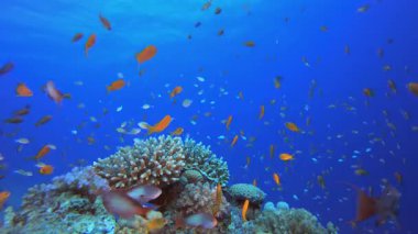 Renkli Mercan Resifi Sahnesi. Tropik sualtı balığı. Su altı balık resifi denizcisi. Yumuşak ve sert mercanlar. Su altı balık bahçesi resifi. Mercan bahçesi deniz manzarası.