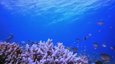 Renkli Mercan Resifi Sahnesi. Tropik sualtı balığı. Su altı balık resifi denizcisi. Yumuşak ve sert mercanlar. Su altı balık bahçesi resifi. Mercan bahçesi deniz manzarası.