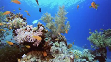 Renkli Balık ve Yumuşak Mercanlar. Tropik sualtı balığı. Su altı balık resifi denizcisi. Yumuşak ve sert mercanlar. Su altı balık bahçesi resifi. Mercan bahçesi deniz manzarası.