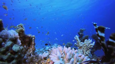 Colourful Red Anemone and Clownfish. Tropical underwater sea fish. Underwater fish reef marine. Soft and hard corals. Underwater fish garden reef. Coral garden seascape.