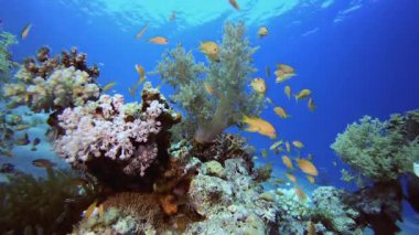 Renkli Tropikal Mercan Resifleri. Tropik sualtı balığı. Su altı balık resifi denizcisi. Yumuşak ve sert mercanlar. Su altı balık bahçesi resifi. Mercan bahçesi deniz manzarası.