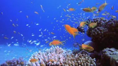 Renkli Tropikal Balık ve Mercanlar. Tropik sualtı balığı. Su altı balık resifi denizcisi. Yumuşak ve sert mercanlar. Su altı balık bahçesi resifi. Mercan bahçesi deniz manzarası.