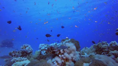 Renkli Tropikal Resif Sahnesi. Tropik sualtı balığı. Su altı balık resifi denizcisi. Yumuşak ve sert mercanlar. Su altı balık bahçesi resifi. Mercan bahçesi deniz manzarası.