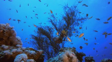 Mercan Bahçesi Balık Sahnesi. Tropik sualtı balığı. Su altı balık resifi denizcisi. Yumuşak ve sert mercanlar. Su altı balık bahçesi resifi. Mercan bahçesi deniz manzarası.