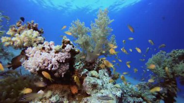 Mercan Bahçesi Balık Sahnesi. Tropik sualtı balığı. Su altı balık resifi denizcisi. Yumuşak ve sert mercanlar. Su altı balık bahçesi resifi. Mercan bahçesi deniz manzarası.