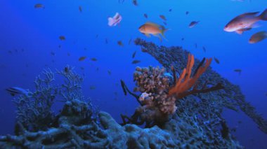 Coral Garden sert mercanları. Tropik sualtı balığı. Su altı balık resifi denizcisi. Yumuşak ve sert mercanlar. Su altı balık bahçesi resifi. Mercan bahçesi deniz manzarası.